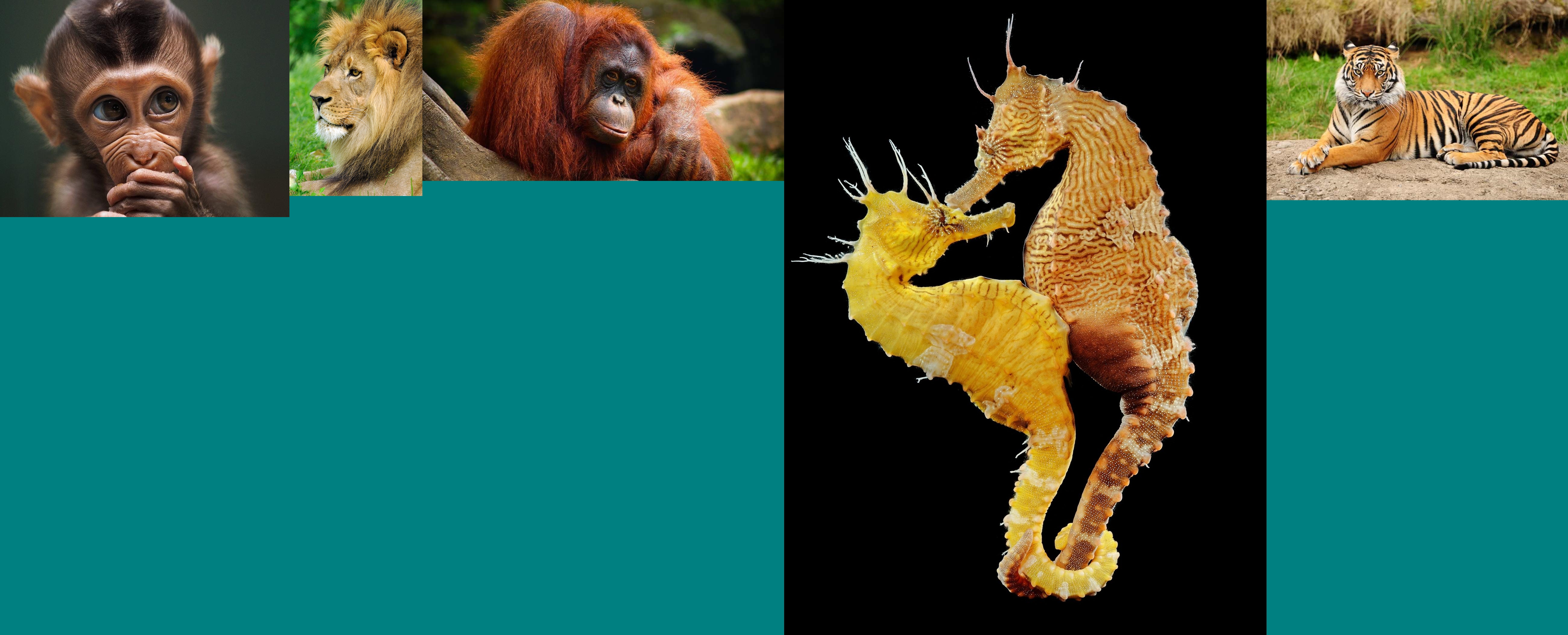 Batch Image Combiner 3